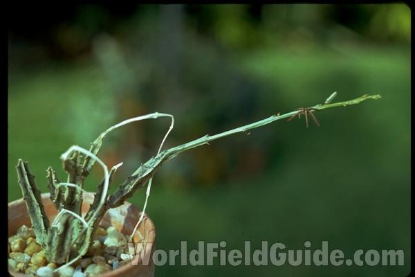 Potted Plant With Flower