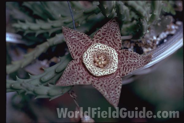 Flower<br>(Location of Picture: Ornamental, Florida, USA)