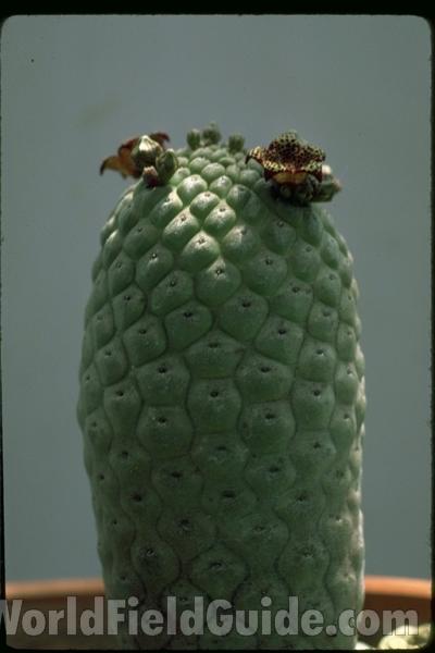 Top Of Plant With Flower<br>(Location of Picture: Greenhouse In Chicago)