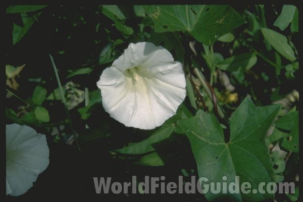 Flower<br>(Location of Picture: Illinois, USA)