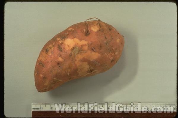 Tuber  (potato)<br>(Location of Picture: Grocery Trade)