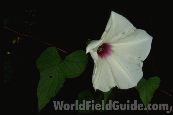 Flower<br>(Location of Picture: South Carolina, USA)