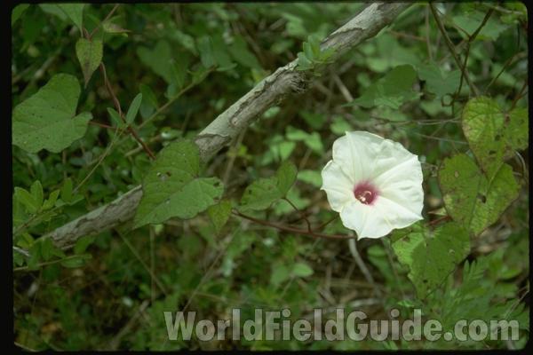 Flower<br>(Location of Picture: South Carolina, USA)
