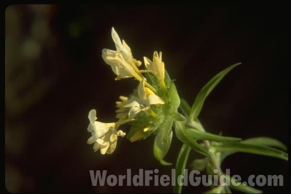 Flowers<br>(Location of Picture: Okanogan, Washington, USA)