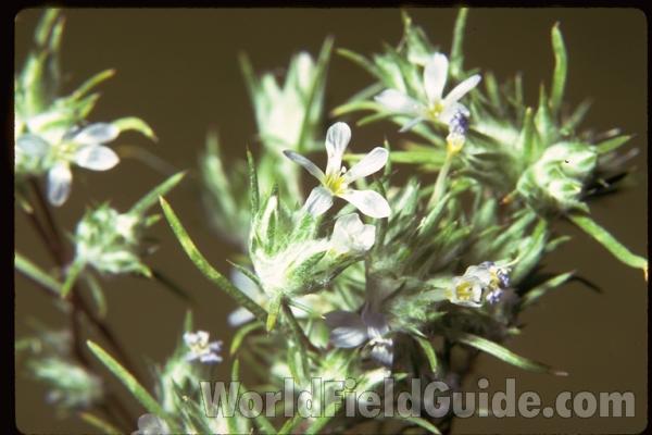 Top Of Plant<br>(Location of Picture: Arizona, USA)
