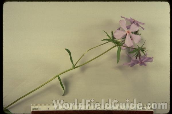 Mounted Top Of Plant With Flower<br>(Origin of the Specimen: Illinois, USA)