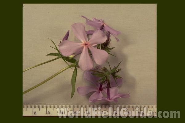 Mounted Flower<br>(Origin of the Specimen: Illinois, USA)