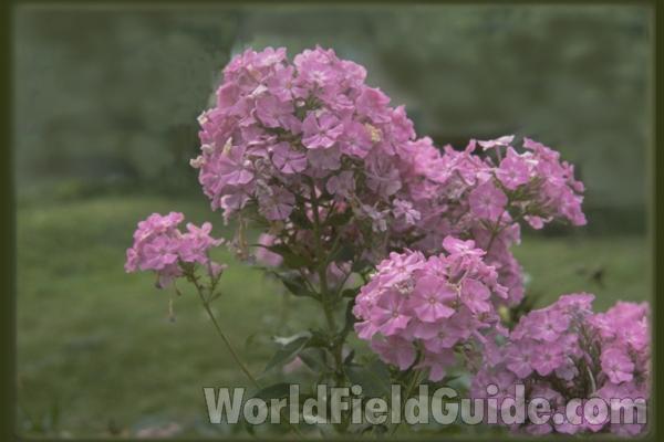 Panicles<br>(Location of Picture: Garden, Round Lake, Illinois, USA)