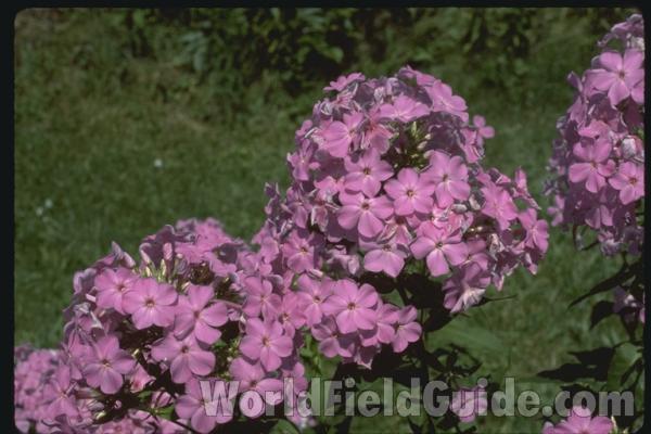 Flowers<br>(Location of Picture: Garden, Round Lake, Illinois, USA)