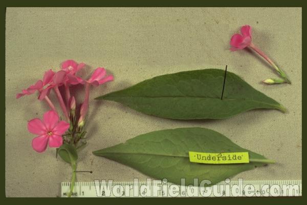 Flowers Mounted<br>(Origin of the Specimen: Garden In Round Lake, Illinois)