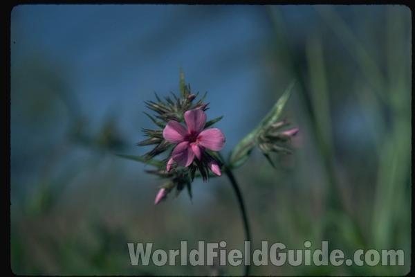 Flower<br>(Location of Picture: Zion, Illinois, USA)