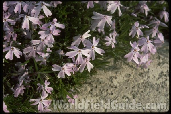 Flowers<br>(Location of Picture: Glencoe Botanic Gardens, Il, USA)
