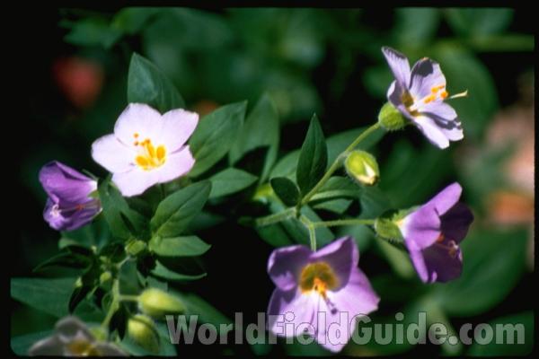 Flowers<br>(Location of Picture: California, USA)