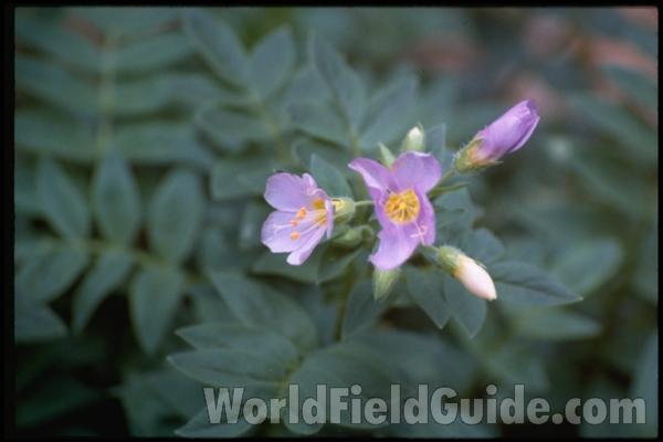 Flowers<br>(Location of Picture: California, USA)