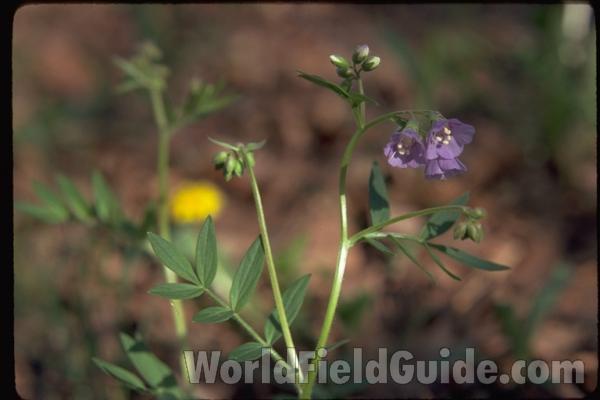 Top Of Plant With Flowers<br>(Location of Picture: Illinois, USA)
