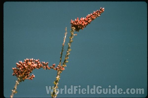 Flowers<br>(Location of Picture: California, USA)