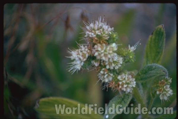 Flowers and Leaves<br>(Location of Picture: Washington, USA)