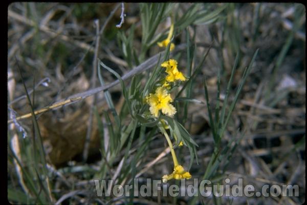 Flower<br>(Location of Picture: Zion, Illinois, USA)