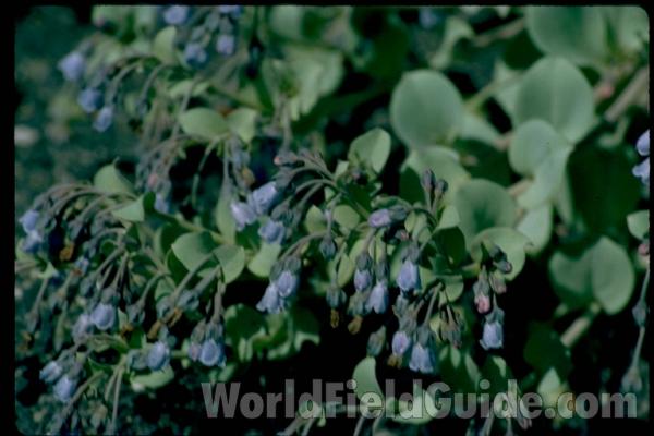 Top Of Plant<br>(Location of Picture: Conconully, Washington, USA)<br>(Location of Picture: Alaska, USA)