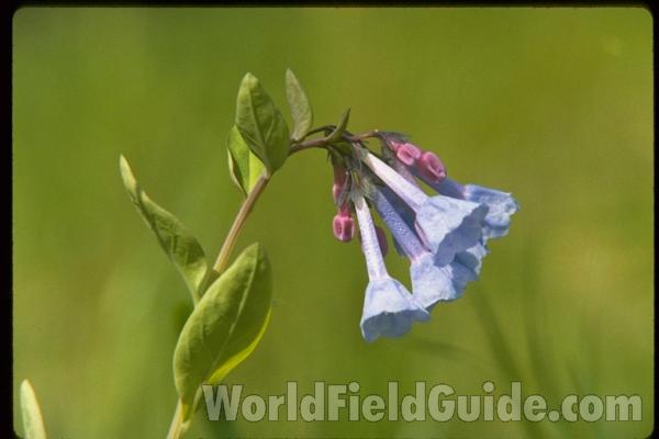 Flower - Closest View<br>(Location of Picture: Round Lake, Illinois, USA, 2004)<br>(Location of Picture: Chain O Lakes Park, Il, USA)