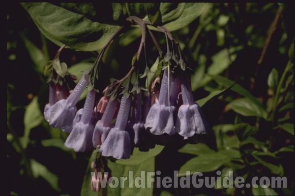 Flower - Close View<br>(Location of Picture: Round Lake, Illinois, USA, 2004)