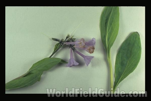 Spread Specimen<br>(Origin of the Specimen: Illinois, USA)