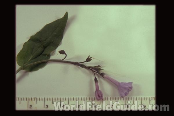 Spread Specimen<br>(Origin of the Specimen: Northern Illinois, USA)