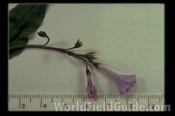 Spread Specimen<br>(Origin of the Specimen: Round Lake, Illinois, USA)