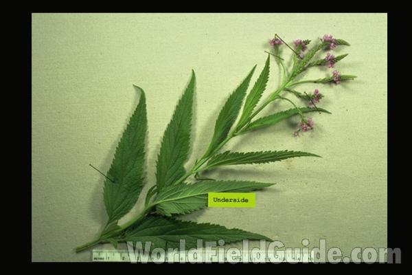Stem<br>(Location of Picture: FP, Round Lake Beach, Aug 25, 2010)<br>(Origin of the Specimen: Round Lake, Il, USA)