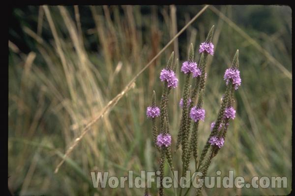 Top of Plant<br>(Location of Picture: Illinois, USA)<br>(Location of Picture: Wadsworth, Illinois, USA)