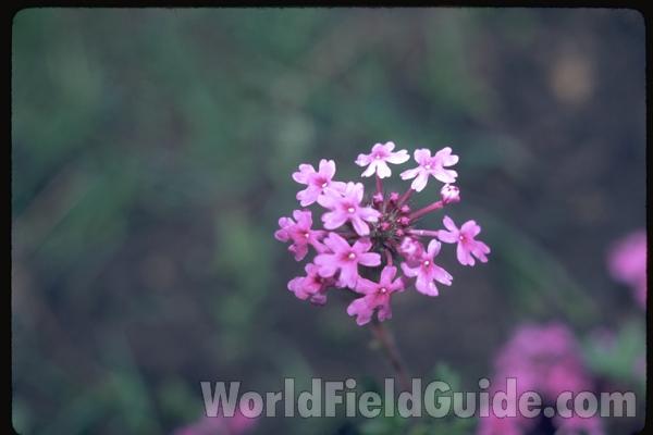 Flower Head<br>(Location of Picture: Missouri, USA)