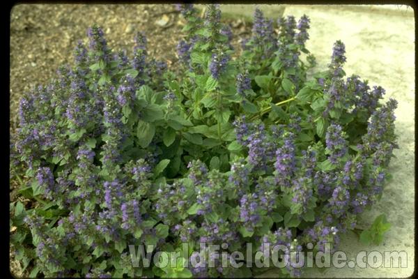 <br>(Location of Picture: Glencoe Botanic Gardens, Il, USA)<br>(Location of Picture: Glencoe Botanic Gardens, Il, USA)