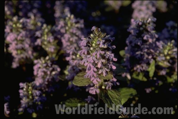 Silhouette by Parts - Line Drawing<br>(Origin of the Specimen: Britton and Brown)<br>(Location of Picture: Glencoe Botanic Gardens, Il, USA)