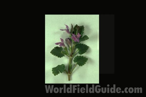 Top Of Plant in  Bloom<br>(Location of Picture: Round Lake, Il, USA, May 15, 05)<br>(Origin of the Specimen: Round Lake, Il, USA)