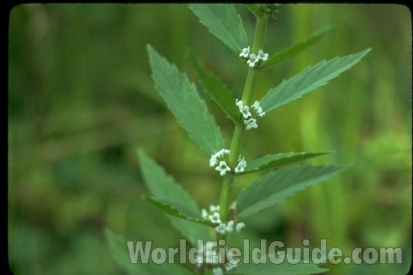 Silhouette by Parts<br>(Origin of the Specimen: Britton and Brown)