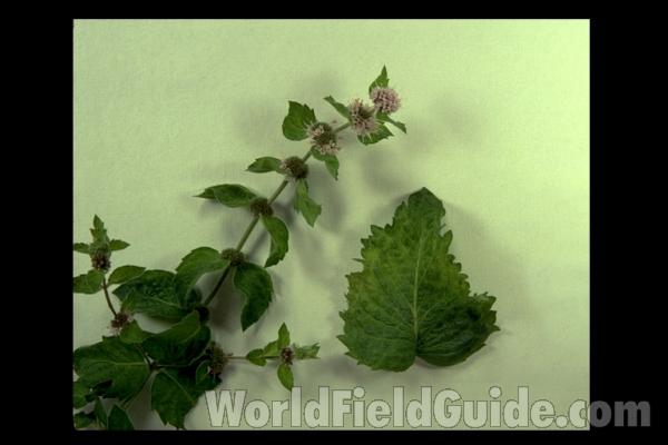 Top Of Plant<br>(Location of Picture: Round Lake, Illinois, USA)