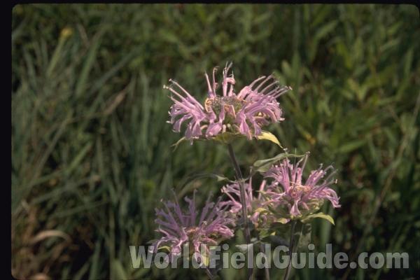 Stem and Leaves<br>(Location of Picture: Zion Beach SP, IL., July 25, 2013)