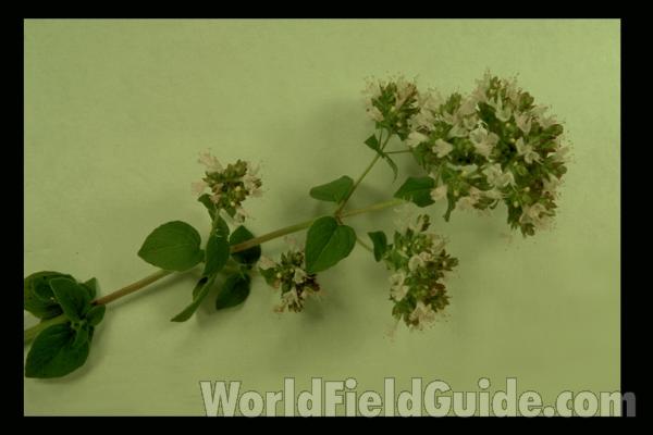 <br>(Location of Picture: Round Lake, Illinois, USA)<br>(Origin of the Specimen: Round Lake, Il, USA)