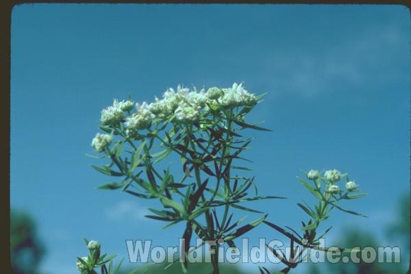 Top of Plant in Bloom<br>(Location of Picture: Sterns Woods, McHenry Co, Illinois)<br>(Location of Picture: Illinois, USA)