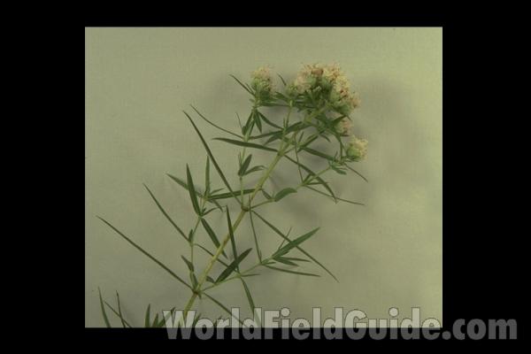Leaves<br>(Location of Picture: Sterns, McHenry Co, Sept 20, 2013)