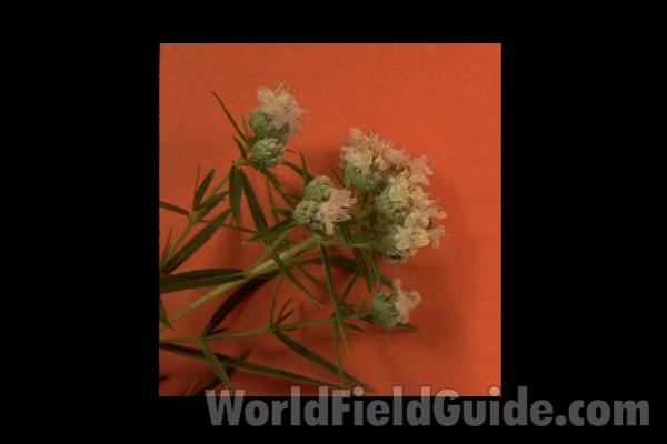 Leaves<br>(Location of Picture: Sterns, McHenry Co, Sept 20, 2013)