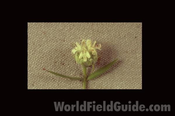 Leaves<br>(Location of Picture: Sterns, McHenry Co, Sept 20, 2013)<br>(Location of Picture: Illinois, USA)