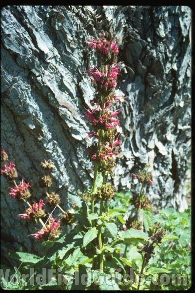 <br>(Location of Picture: California, USA)<br>(Location of Picture: California, USA)