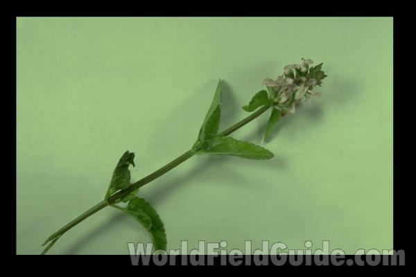 <br>(Location of Picture: South Carolina, USA)<br>(Origin of the Specimen: South Carolina, USA)