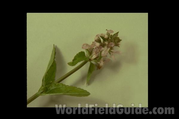 <br>(Location of Picture: South Carolina, USA)<br>(Origin of the Specimen: South Carolina, USA)<br>(Origin of the Specimen: South Carolina, USA)