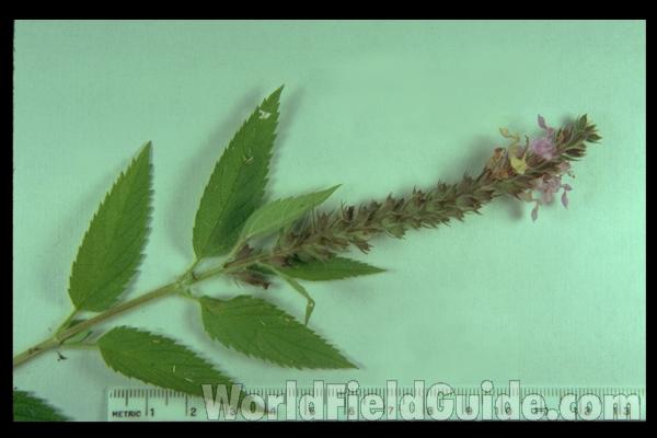 Silhouette by Parts - Line Drawing<br>(Origin of the Specimen: Britton and Brown)