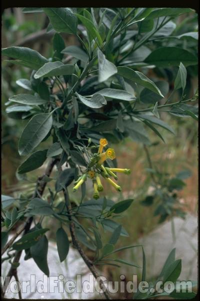 Top Of Plant<br>(Location of Picture: Southern California, USA)
