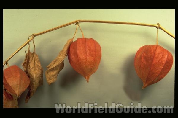 Seed Pods