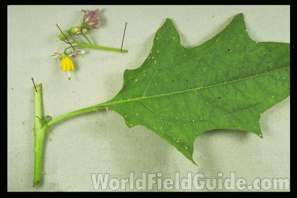 Flower<br>(Location of Picture: Fort Worth, Texas, USA)<br>(Location of Picture: Round Lake, Illinois, USA)