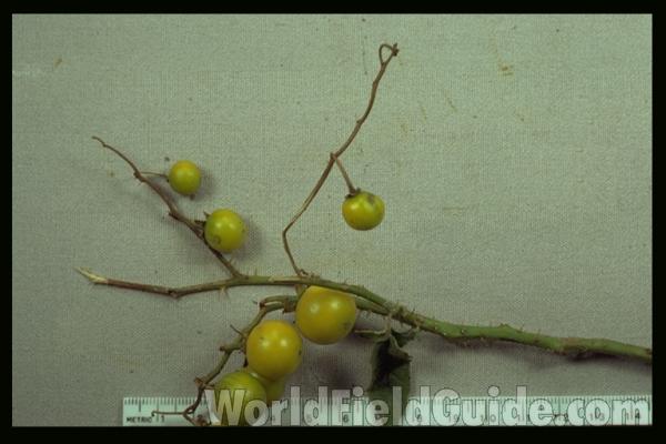 Fruits<br>(Origin of the Specimen: Peoria, Illinois, USA)
